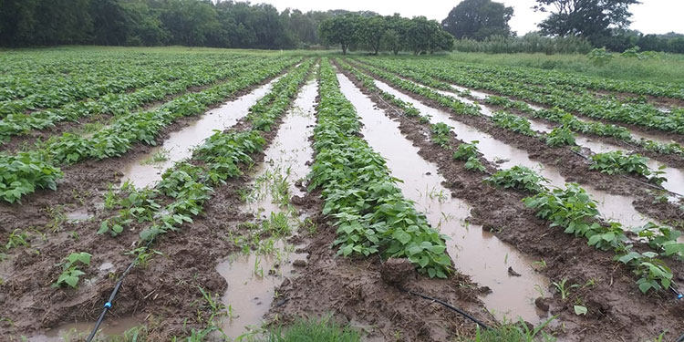 Eta golpea sector agrícola con inundación de cultivos