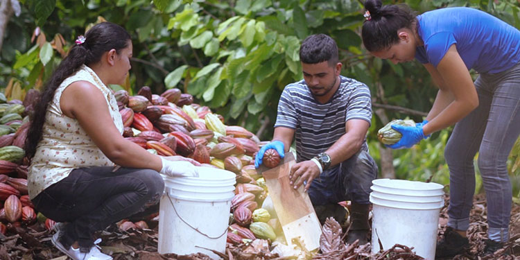 Honduras se prepara para el evento mundial de cacao de calidad y sabores excepcionales