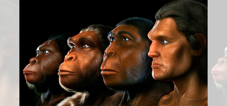 Un fósil muestra cambios evolutivos en una especie humana extinta