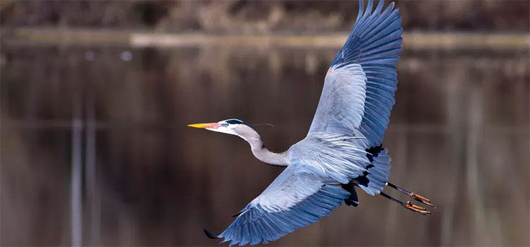 Fotógrafo capta a garza siendo atacada por anguila en pleno vuelo