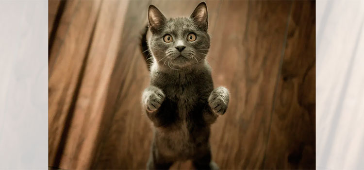 Gato desaparece 3 días de casa y vuelve a casa con una enorme “deuda”