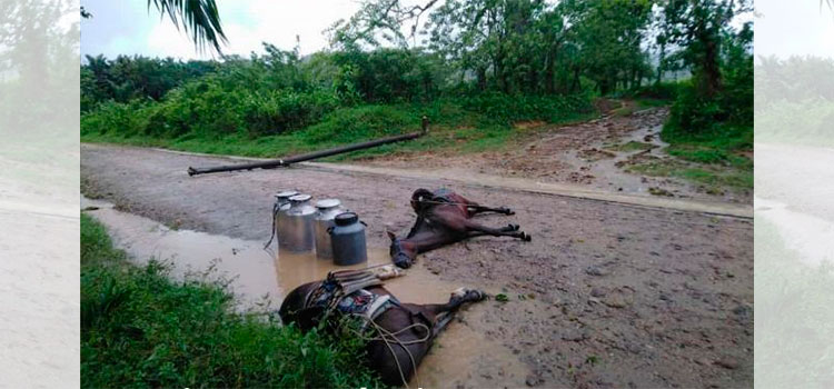 Dos caballos mueren electrocutados y sus jinetes resultan heridos en Jutiapa