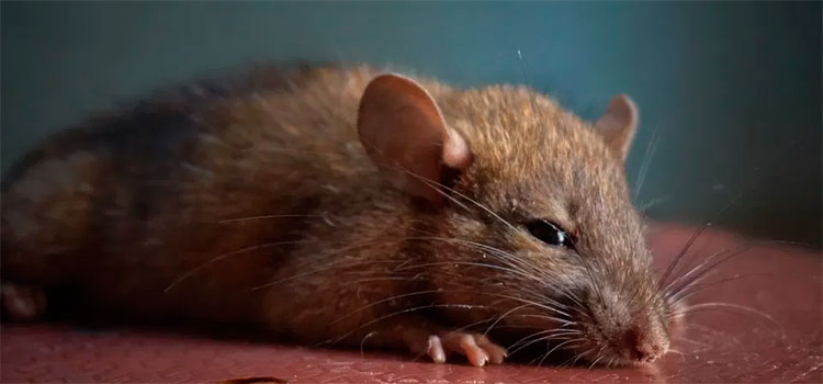 ¿Qué es el Chapare, el virus que se transmite de persona a persona y que causa alerta en internet?