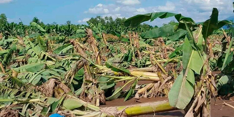 SAG presenta datos sobre las afectaciones y pérdidas en el sector agroalimentario