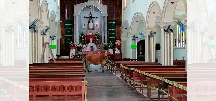 Vaca se refugia al interior de una iglesia para no ser sacrificada