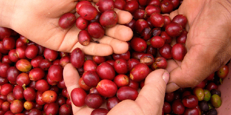 Más de $38 millones caen ingresos por ventas de café