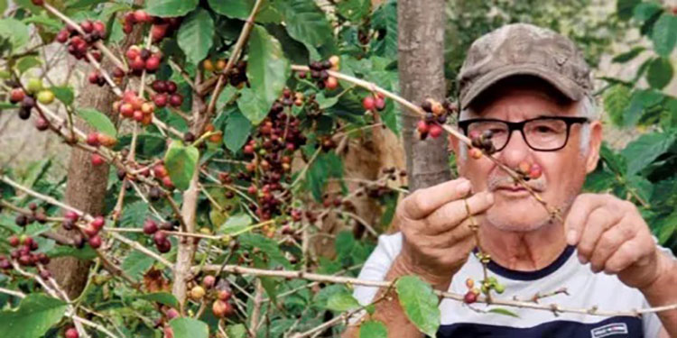 $1,000 millones en divisas generará exportación de café