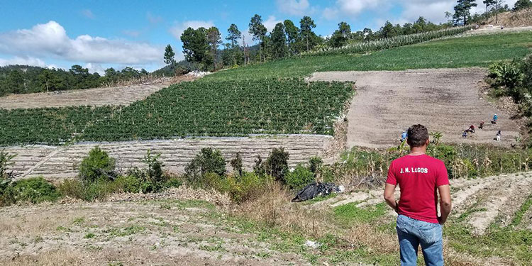 Productores de cebolla piden no haya importaciones durante cosecha