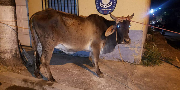 Tres detenidos por abigeato