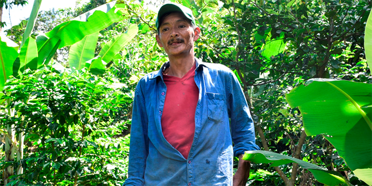 Caficultores de La Paz pasan de trabajadores a dueños de fincas