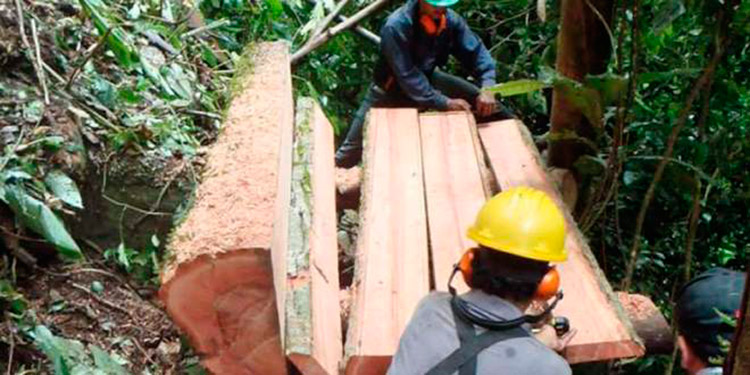 Promueven un proyecto para legalizar el comercio forestal