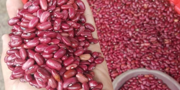 Las pérdidas de frijol rojo rondan 60 mil manzanas