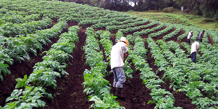 Campesinos proponen crear gabinete agrícola