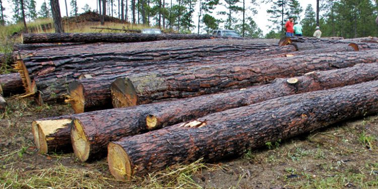 Organizaciones promueven proyecto para legalizar el comercio forestal en el país