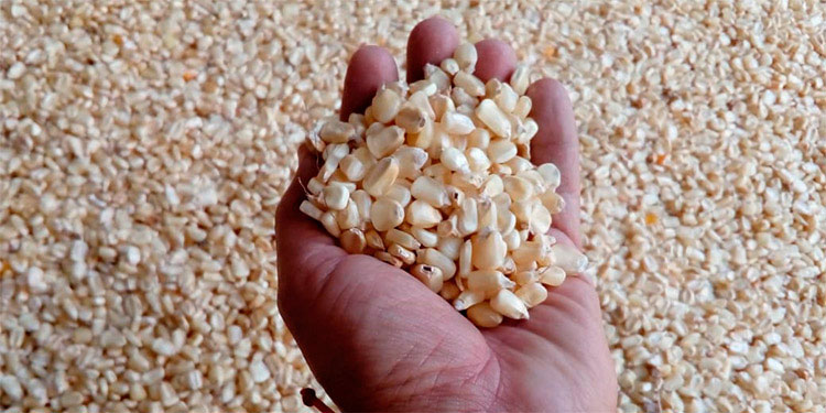 Hará falta un millón de quintales de granos