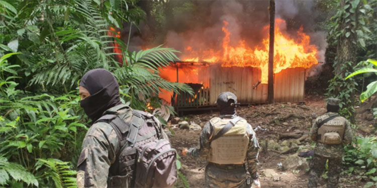 Nueve laboratorios destruidos y plantíos de coca asegurados