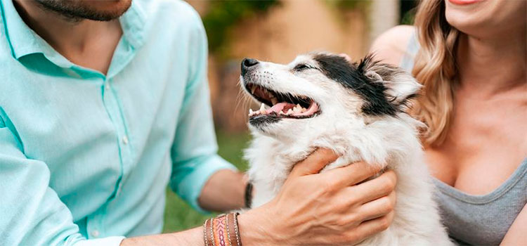 Las mujeres prefieren a los hombres que tienen perros