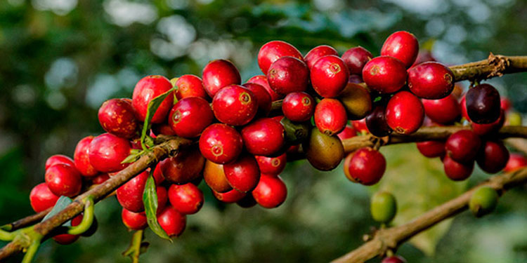 Celebran repunte en precio del quintal de café a $126