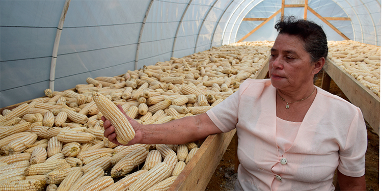 Procagica contribuye al sustento familiar de caficultores de La Paz 