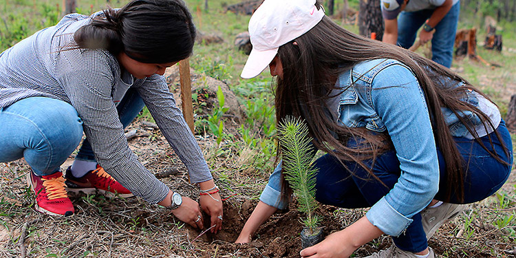 Unos $70 millones serán invertidos en proyectos de reforestación