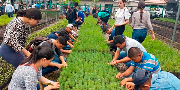 ICF: $70 millones serán invertidos en proyectos de reforestación