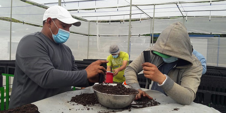 Reforestarán con uso de tecnología