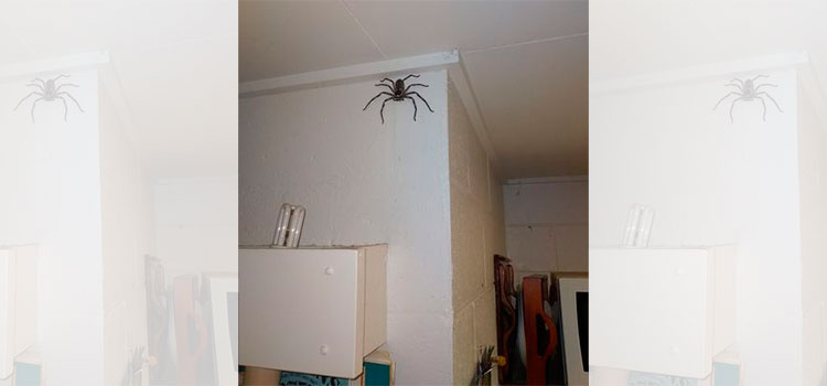 Gigantesca araña del tamaño de una cara es viral en redes sociales
