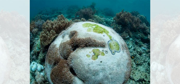 Detectan bacteria en arrecifes de Roatán