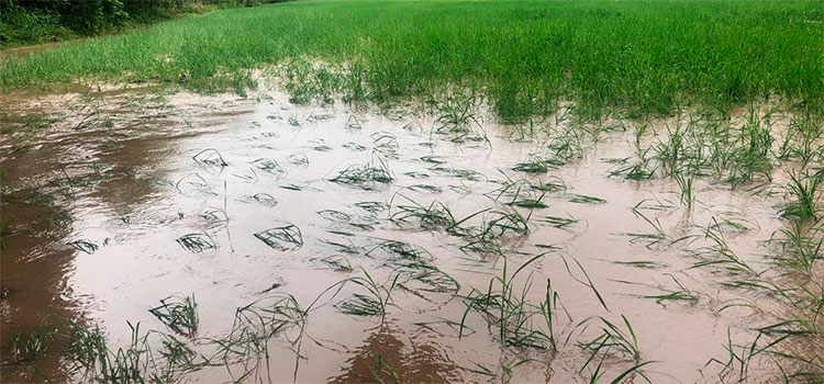 Unas 4,760 manzanas de arroz se perdieron tras paso de tormentas tropicales en Colón