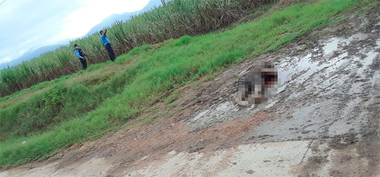 Encuentran a dos jovenes asesinados en las cañeras de San Manuel, Cortés