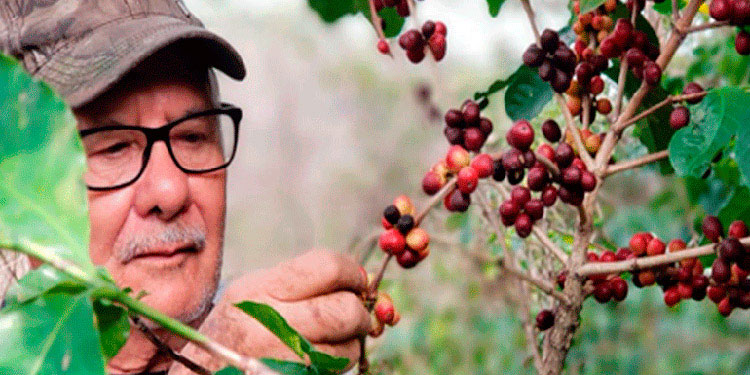 Sube precio del café en bolsa de NY