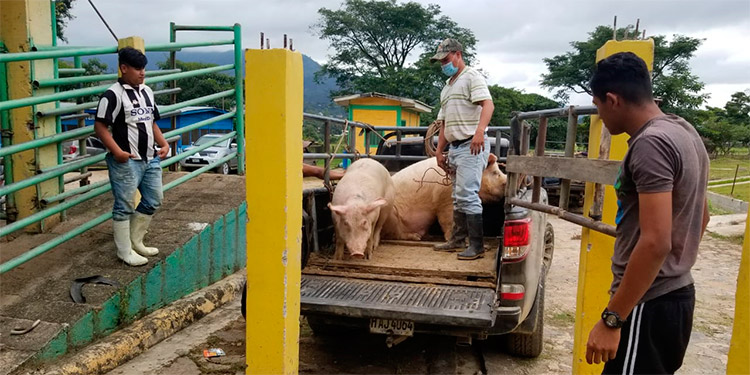 Sin control venta de carne en Danlí