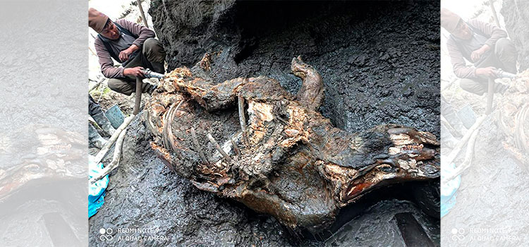 Recuperan rinoceronte lanudo de la era glacial en Rusia