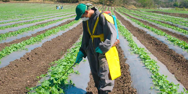 Anuncia Banadesa: Readecuación de deuda agrícola vence en dos meses