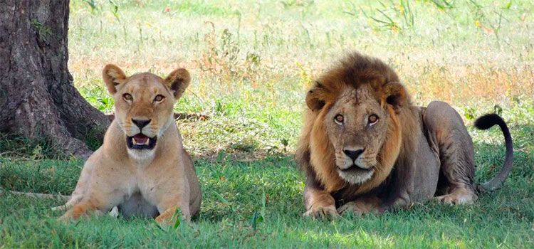 Cuatro leones diagnosticados con coronavirus en zoológico de Barcelona, España