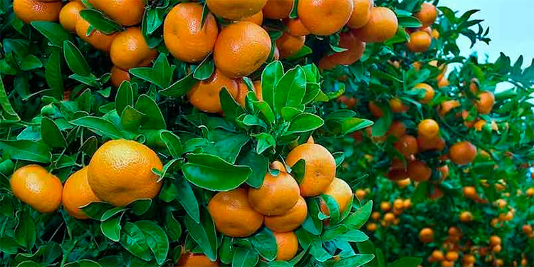 Alertan citricultores: Hasta un 60% baja producción de mandarinas en Francisco Morazán