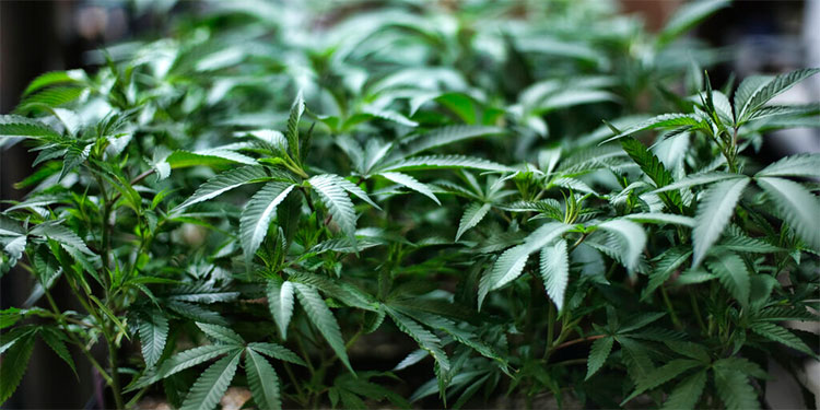 ONU: Cannabis no está entre las drogas más peligrosas