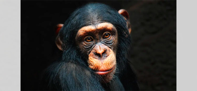 El sorprendente video de un chimpancé barriendo su jaula en el zoo