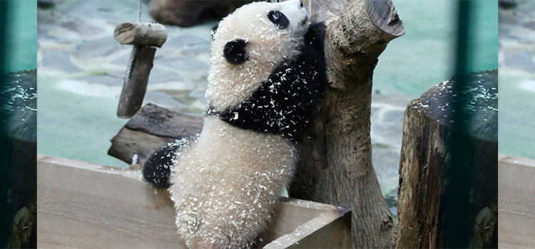 Uno de los últimos osos pandas de Taiwán aparece por primera vez ante las cámaras