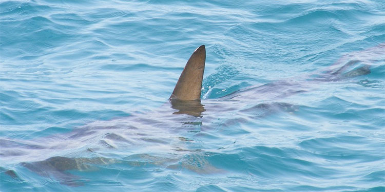 Muere una mujer francesa en la isla de San Martín por el ataque de un tiburón