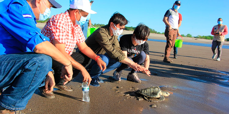 Liberan tortugas marinas en Golfo de Fonseca