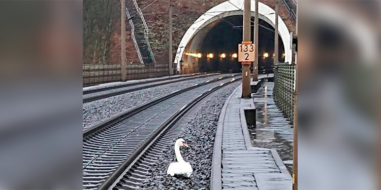 Un cisne, de luto, interrumpe la circulación ferroviaria en Alemania