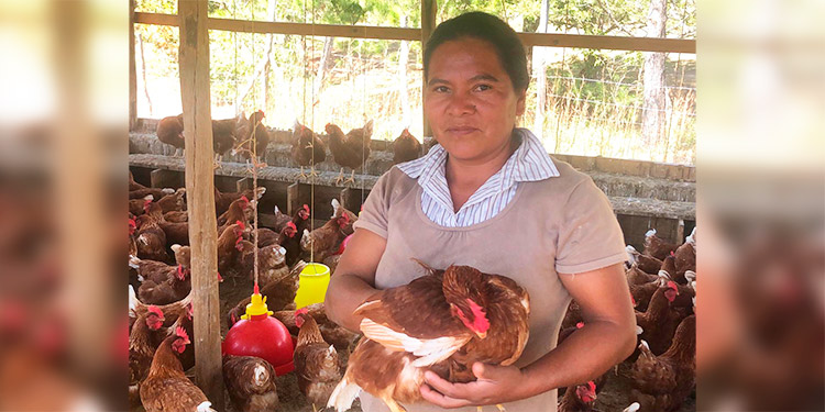 Intibucá: 20 familias mejoran sus ingresos con gallinas ponedoras