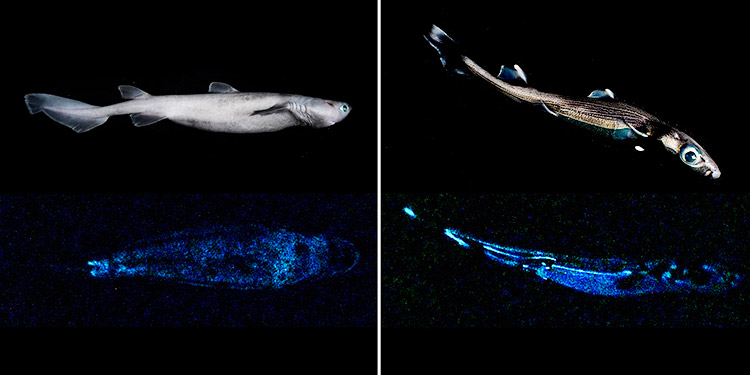 Científicos encuentran en Nueva Zelanda el tiburón luminoso más grande del mundo