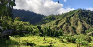 Fuerzas Amadas aseguran plantación con 5 mil arbustos de hoja de coca ...