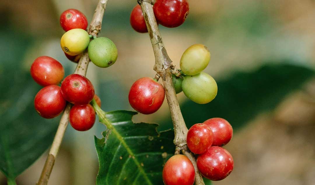 Impulsan estrategia para hacer la caficultura más sostenible, competitiva e inclusiva