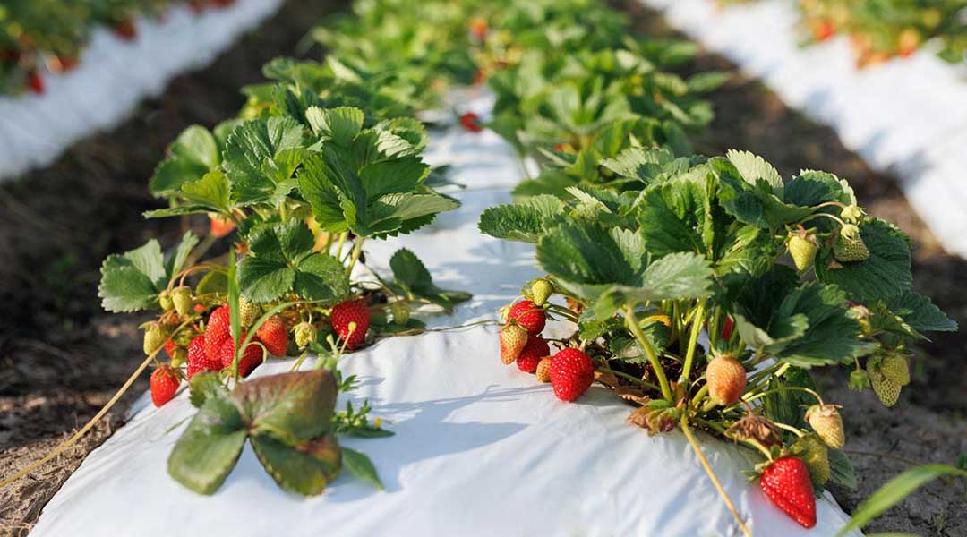 SAG busca elevar la producción y el consumo de fresas en el país